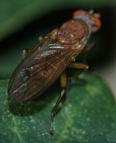 Tetanocera sp.